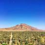 Palm grove landscape with the Mount Jbel Kissane