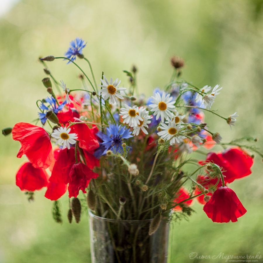 Field flowers