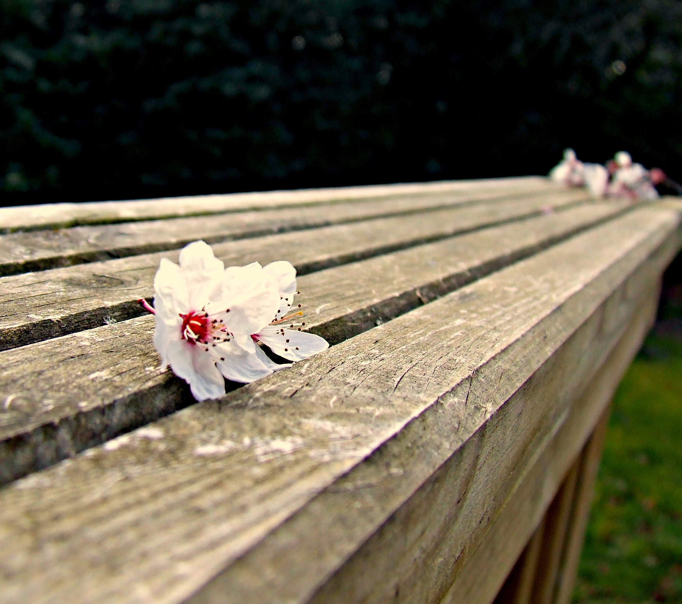 Cherry Blossoms In Spring