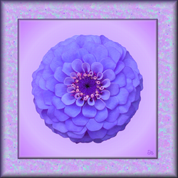 Jazzed Up Periwinkle Zinnia