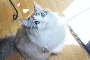 Lily pretty girl 3