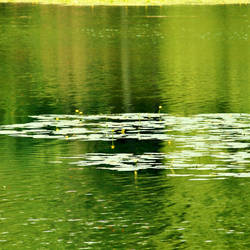 Lilypad new square 1