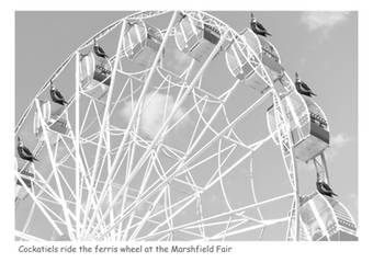 Cockatiels ride the Ferris wheel b and w