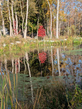 The Red Tree