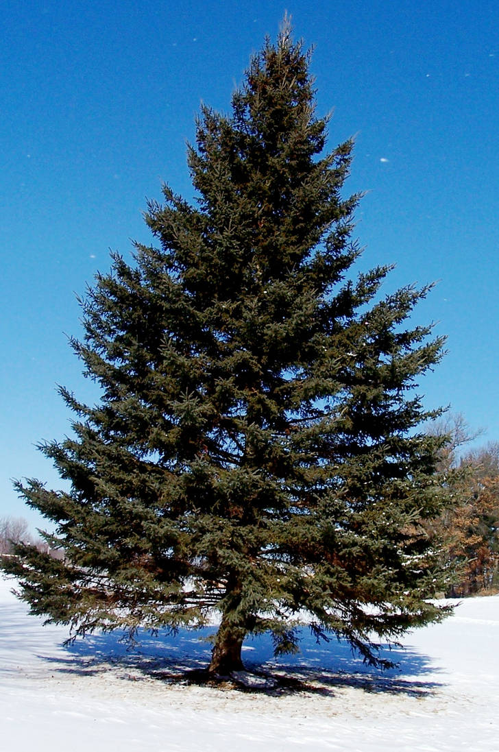 Pine Tree In Winter By DP Stock On DeviantArt