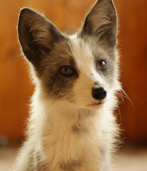 tynki by foxsvir tynki by foxsvir