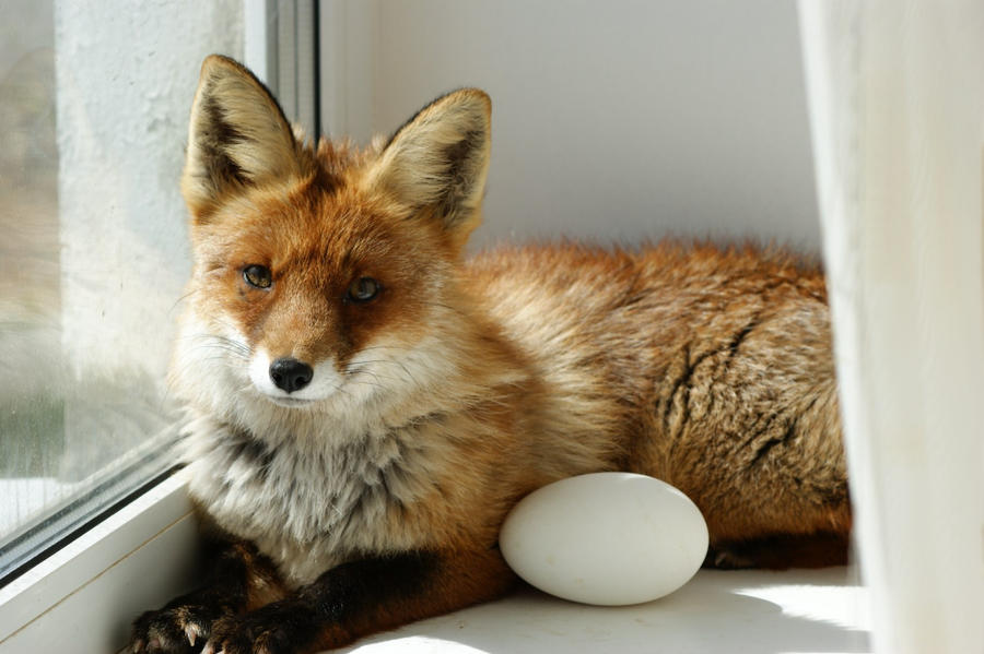 fox 26 by foxsvir fox 26 by foxsvir