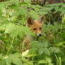 Young foxes 17