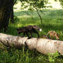 Young fox and puppies husky3