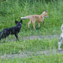 Young fox and puppies husky5