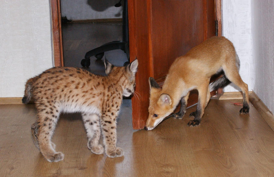 Lynx and fox 4 by foxsvir on DeviantArt