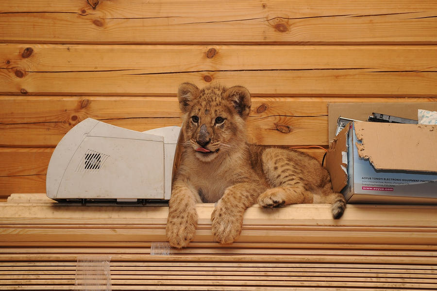 lion and a broken printer by foxsvir lion and a broken printer by foxsvir