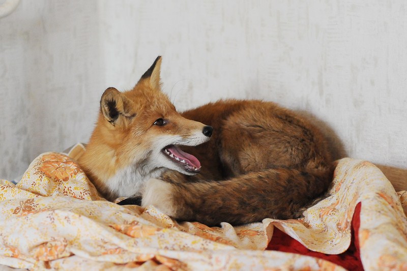 fox