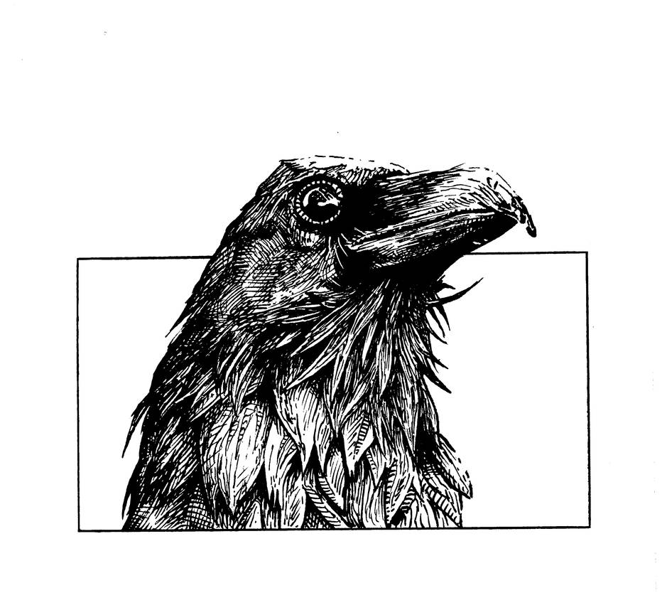 Raven Study by BernardoMarx on DeviantArt