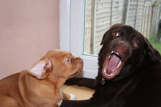 Dogue Bordeux Labrador Fight