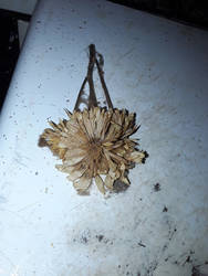 Dried Flower Of love 2