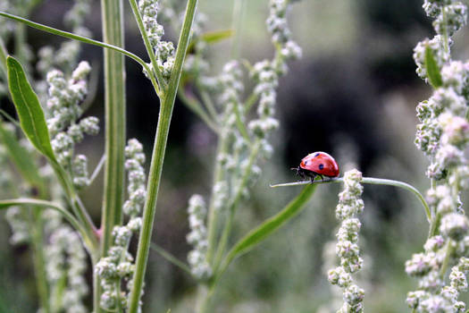 Walking the Beetle