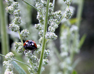 The look of the Beetle