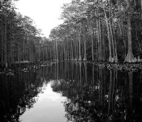 From a Swamp Buggy