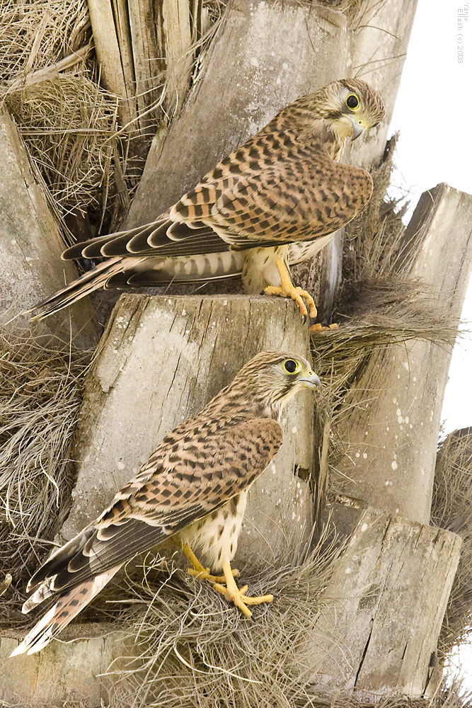 Common Kestrel