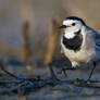 Motacilla alba. III