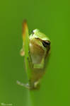 Hyla Savignyi. II by geostant