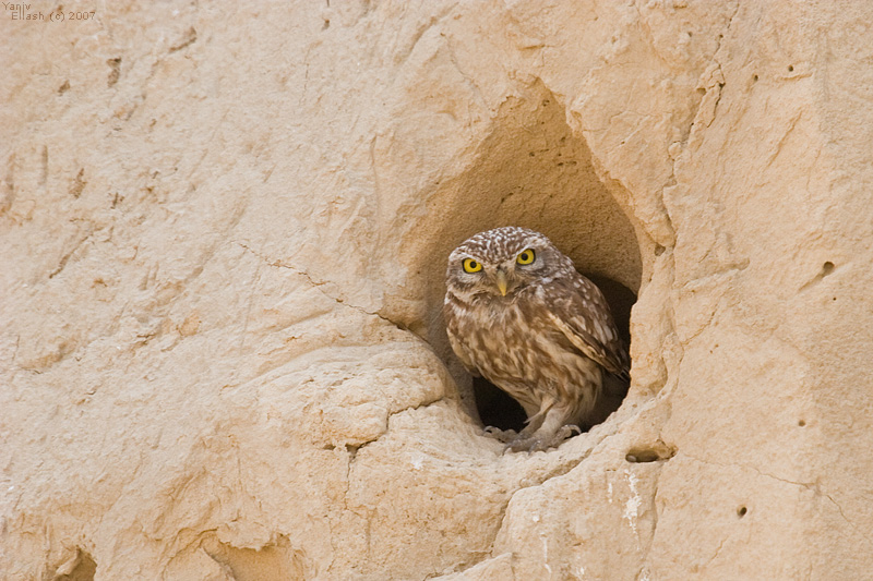 Little Owl. II