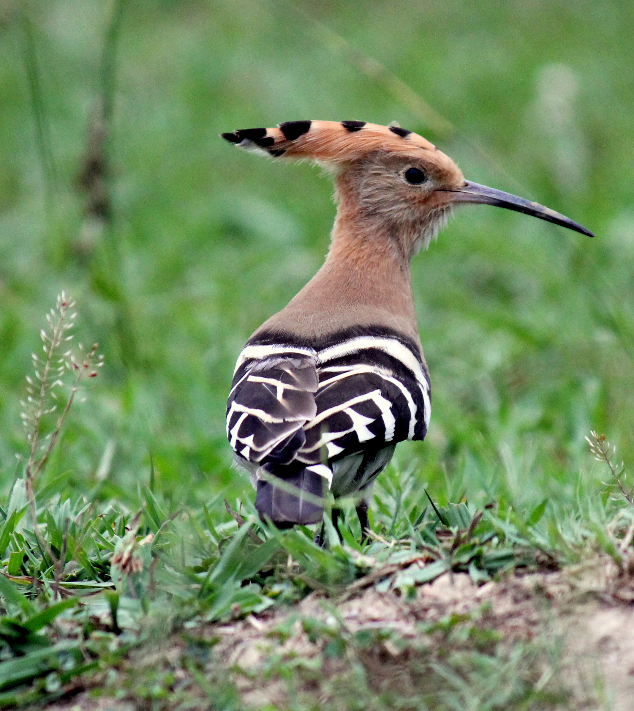 small hoopoe