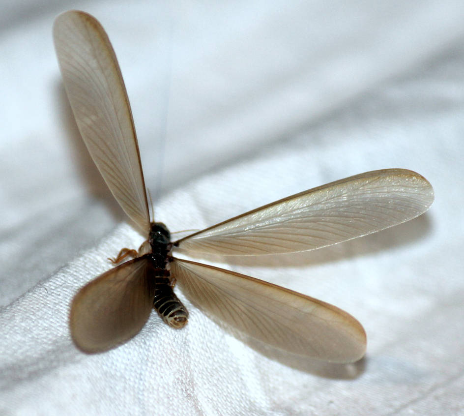 another photo of four winged insect by analysis230 on DeviantArt