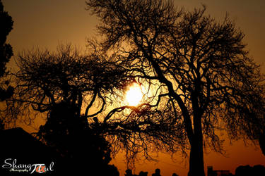 Tree's Lament by analysis230