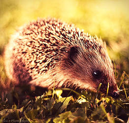 hedgehog