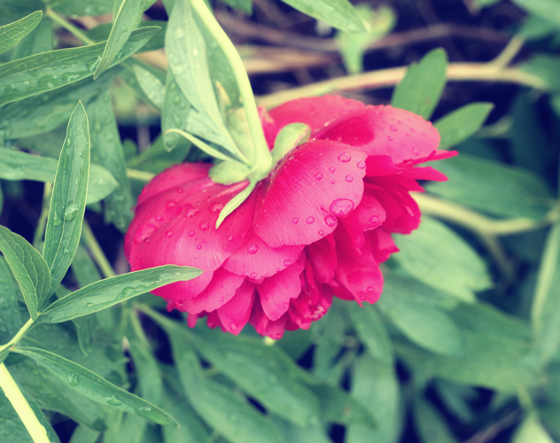 Red flower .....