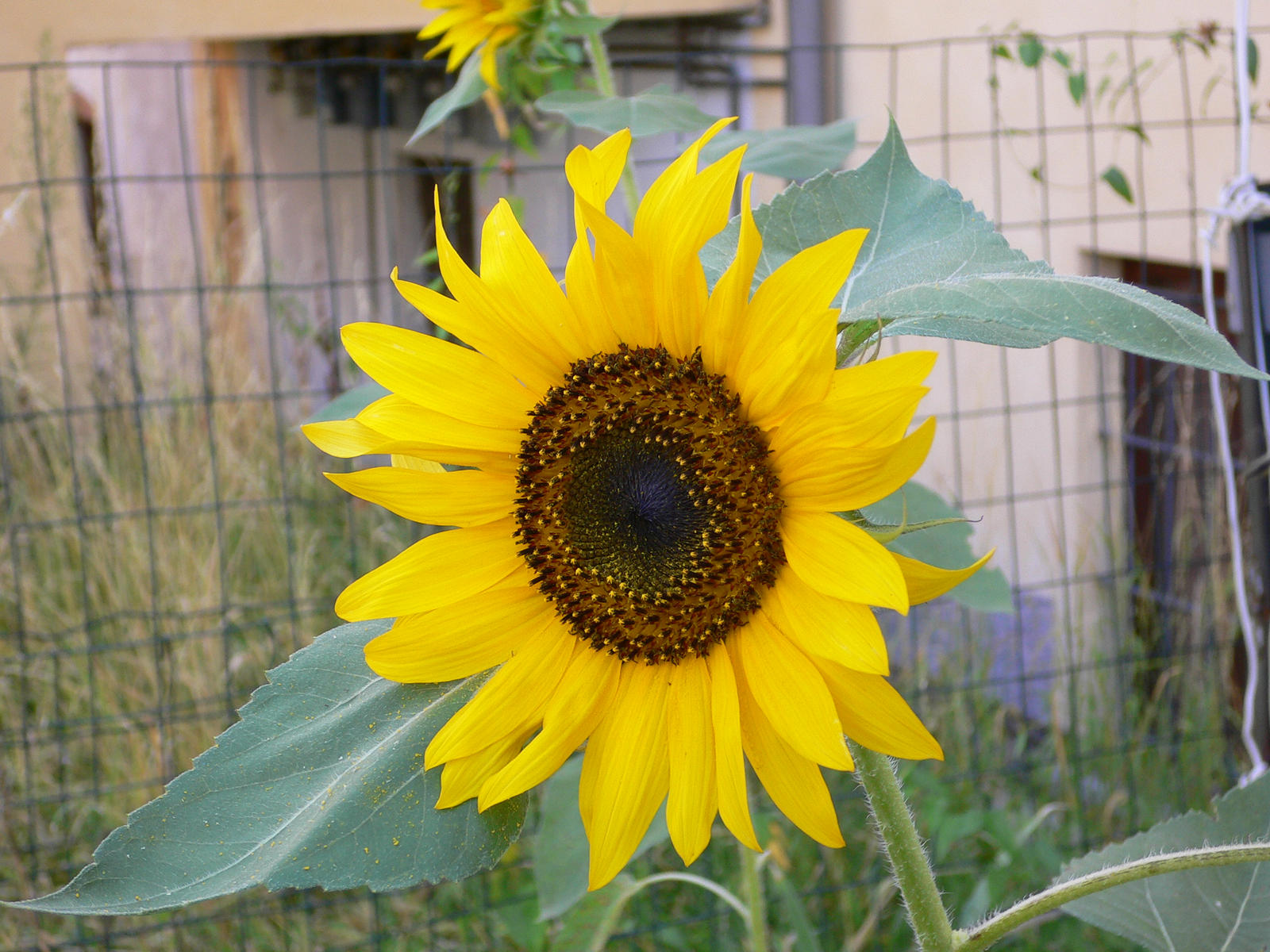 Girasole