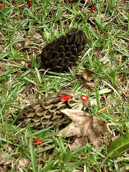 Pinecones