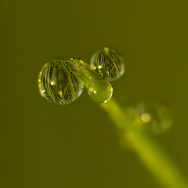 The grass with eyes