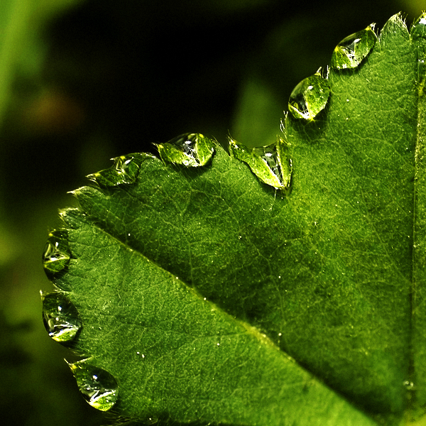 Green drops