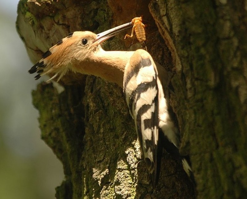 Common Hoopoe