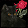 Valentine Cat