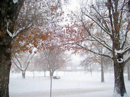 Winter Trees