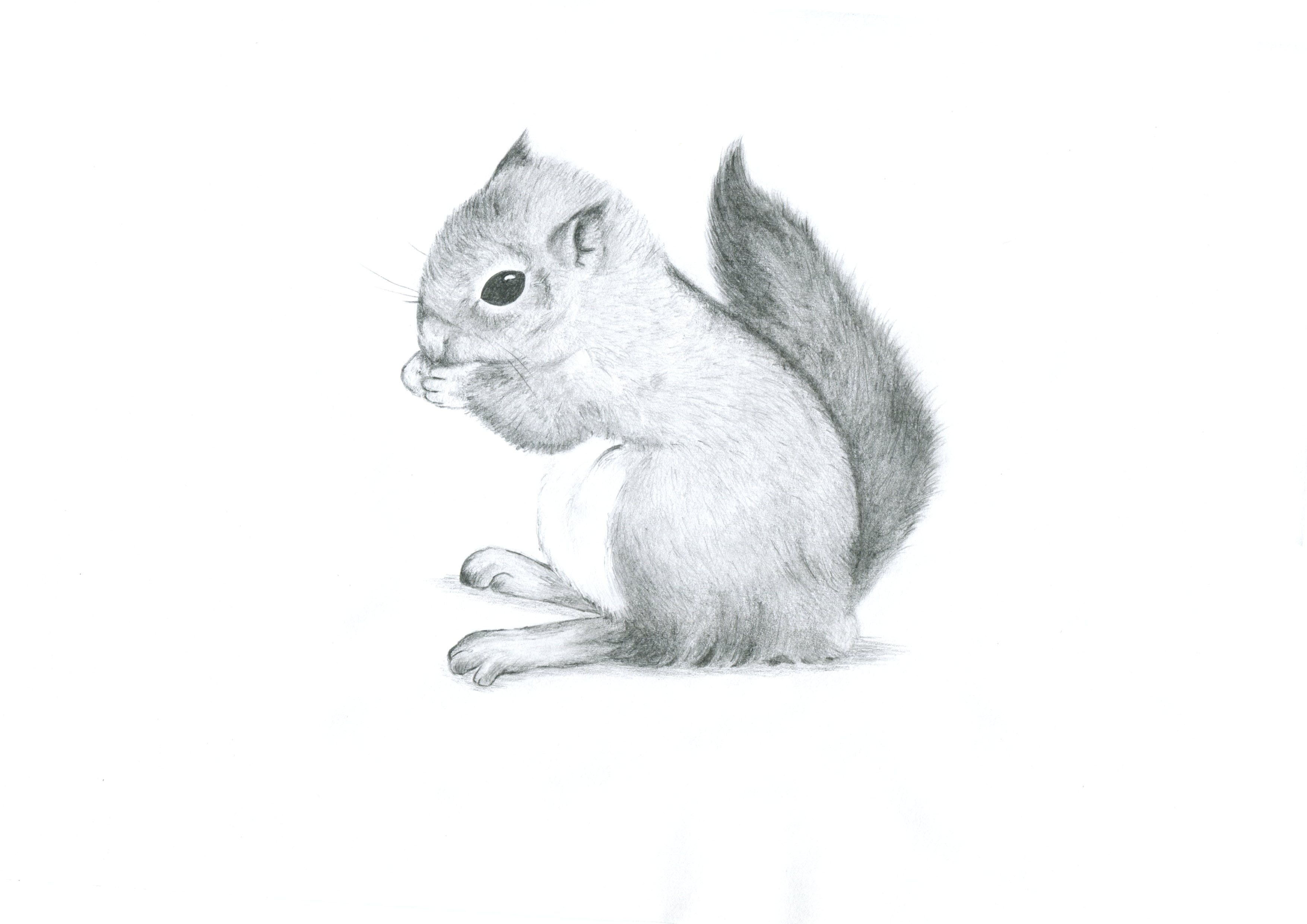 Little squirrel