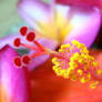 Hibiscus Rose...