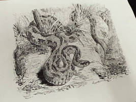 Russell's Viper Ink Art