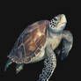 Sea Turtle