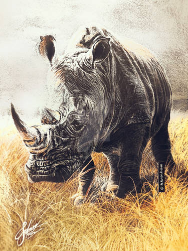 Rhinos of the World by rogerdhall on DeviantArt
