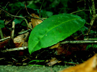 A Microscopic Rainforest