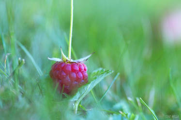 Raspberry.