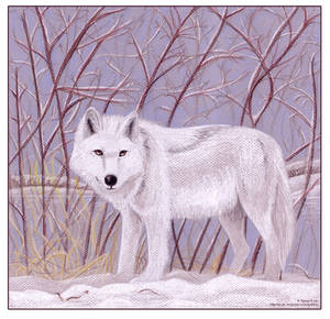 Winter Wolf