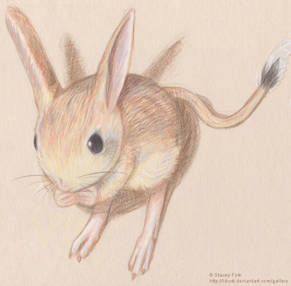 Jerboa