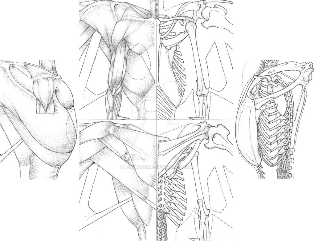 Eowenah Chest Skeletomuscular Anatomy