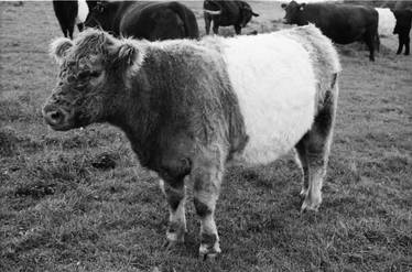 Banded Galloway